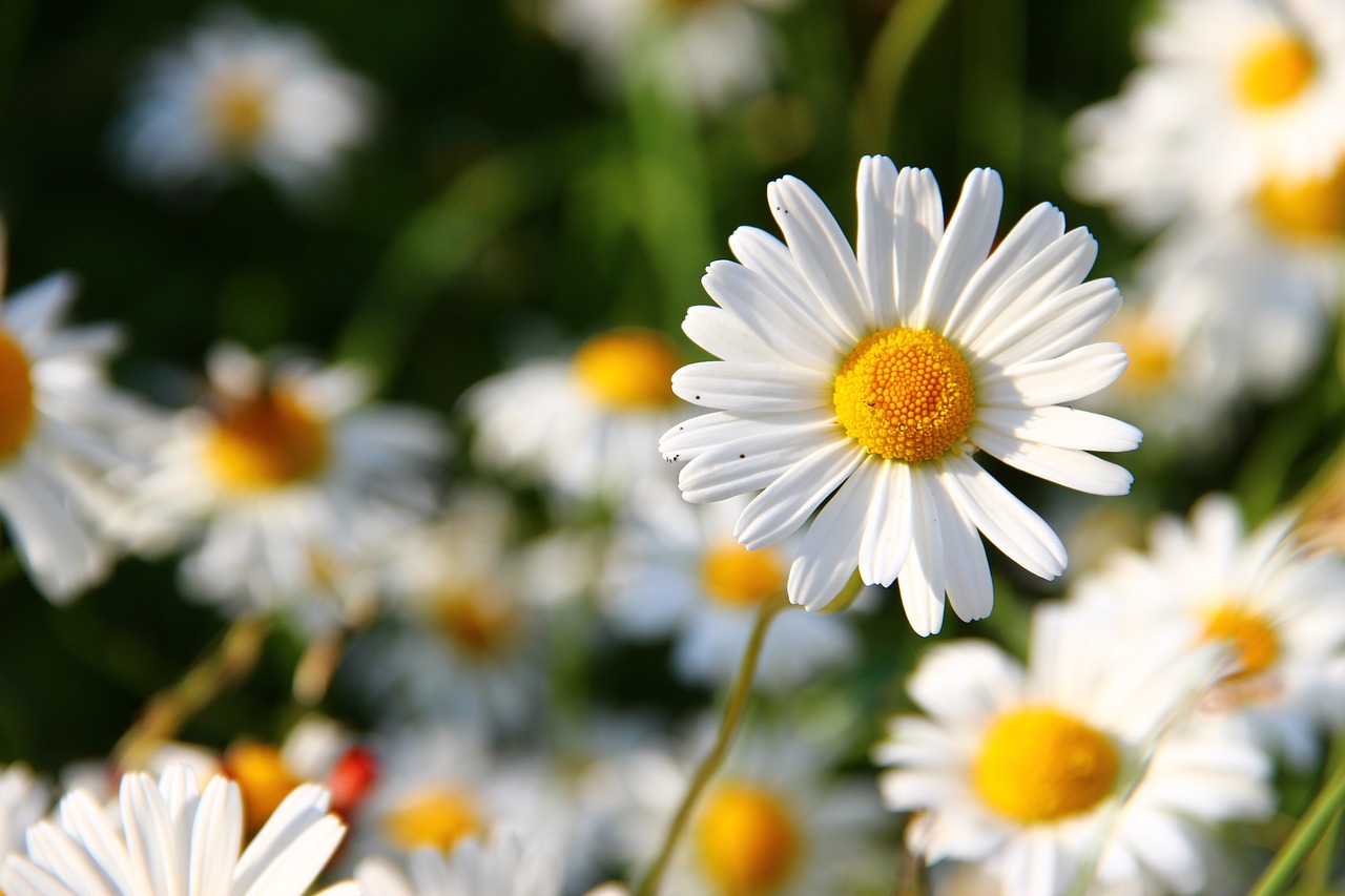 bouquet de marguerites blanches bouquet de marguerites blanches