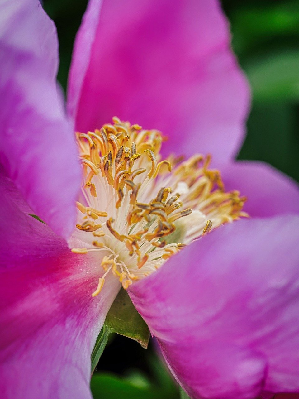 bouquet de pivoines roses bouquet de pivoines roses