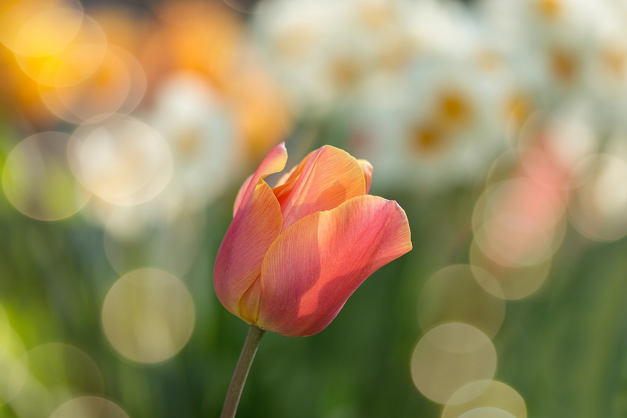 bouquet de tulipes multicolores bouquet de tulipes multicolores