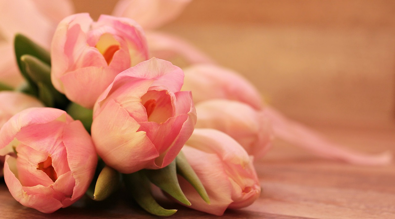 bouquet de tulipes roses bouquet de tulipes roses